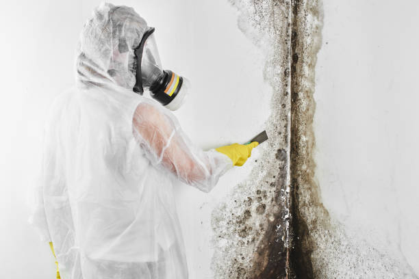 Why You Should Choose Our Mold Remediation Services in Port Richey, FL